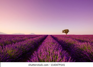 Lavender Rows Lines At Sunset Iconic Provence Fields Landscape