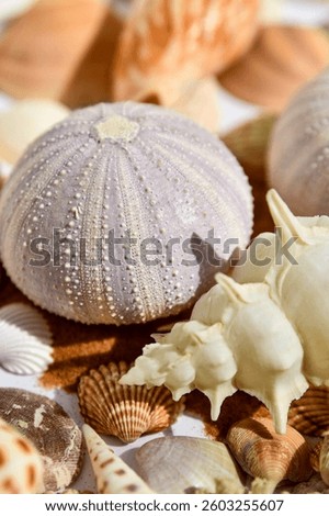 Lavender sea urchin shell with surrounding textured shells and sand, sunlit beach theme.