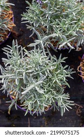 Lavender Seedlings In Flower Pots. Close-up. Vertical Crop. Growing Lavender. Lavender Breeding