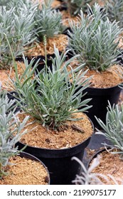 Lavender Seedlings In Flower Pots. Close-up. Vertical Crop. Growing Lavender. Lavender Breeding