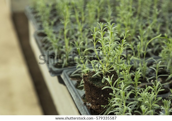 sprouting lavender seedlings