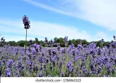 Lavender A Single Flower Standing Out From The Crowd