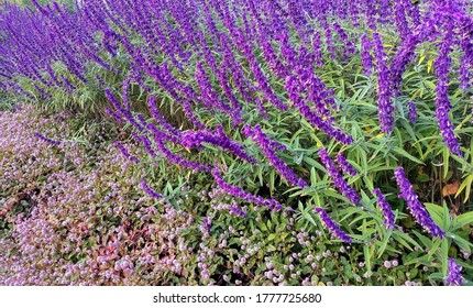 Lavender & Small Pinkish Flowers Closeup