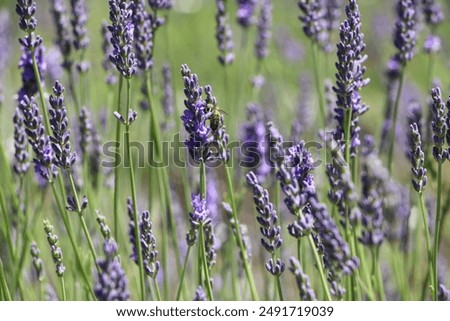 Similar – Image, Stock Photo Vibrant insect on lavender in natural habitat