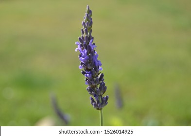 Lavender Sprig - Close Up