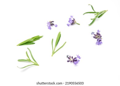 Lavender Sprig Flowering Isolated On White Background. Aromatic Evergreen Shrub.selective Focus