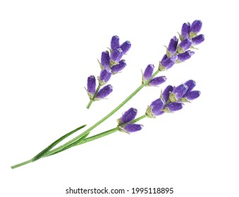 Lavender Sprig Flowers Isolated On White Background