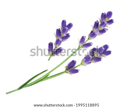 Lavender sprig flowers isolated on white background