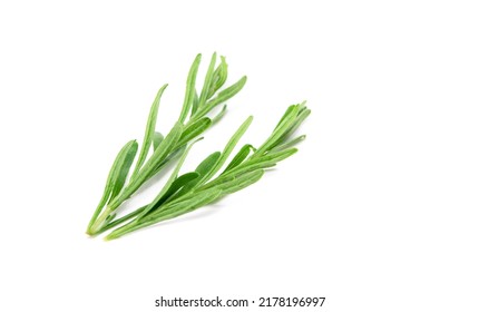 Lavender Sprig Isolated On White Background. Aromatic Evergreen Shrub.