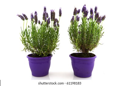 Lavender Stoechas Plant In Purple Flower Pot