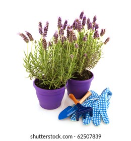 Lavender Stoechas Plant In Purple Flower Pot With Tools For Gardening