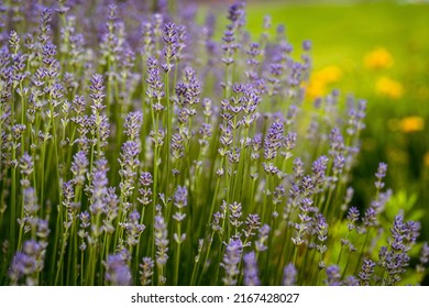 Lavender in the summer garden, Closeup of flowers of lavender Lavandula angustifolia growing in a garden in summer