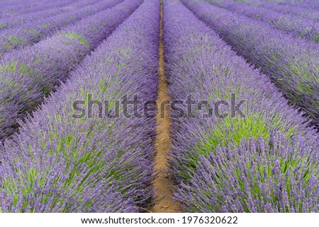 Similar – #A# Lavender Width