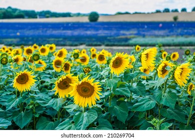 Lavender And Sunflower Fields 