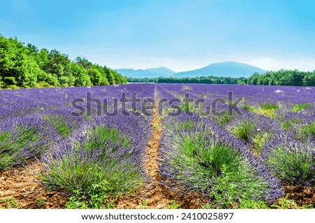Lavender and sunflower fields on the Valensole plateau in the Alpes de Haute Provence in France. Stok fotoğraf © 
