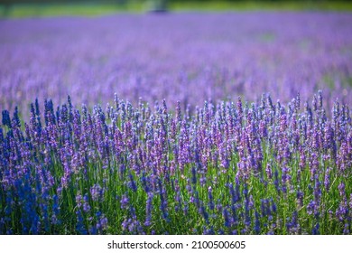 If Lavender Tells Us To Wait For Love, Does That Endless Purple Ocean Of Lavender Imply The Hopeless Love?