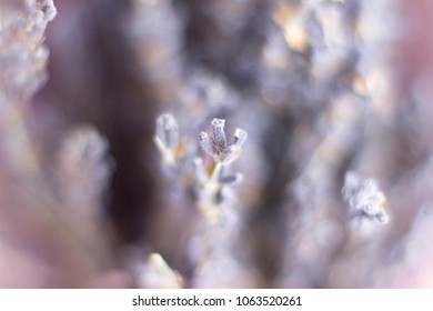 lavender texture background