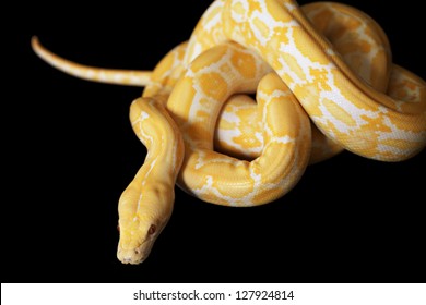 263 Lavender Albino Python Images, Stock Photos & Vectors | Shutterstock