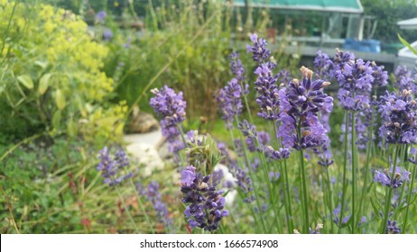 Lavender with a tortoise in the background