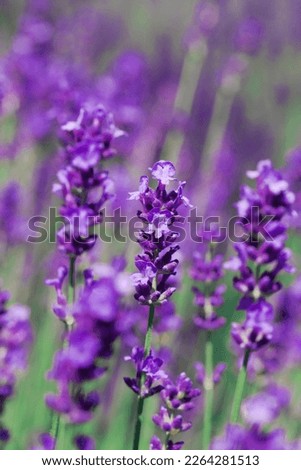Lavender violet background . Blooming fragrant lavender flowers on a field.. Aromatherapy.
