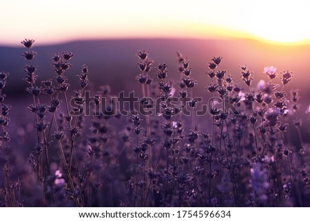 Image, Stock Photo Lavender bushes closeup on sunset. Sunset gleam over purple flowers of lavender. Bushes on the center of picture and sun light on the top left.