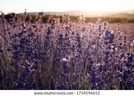 Similar – Image, Stock Photo Lavender bushes closeup on sunset. Sunset gleam over purple flowers of lavender. Bushes on the center of picture and sun light on the top left.