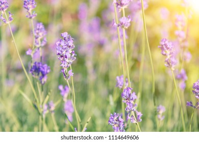 Lavender violet flowers on field at sunset - Shutterstock ID 1114649606