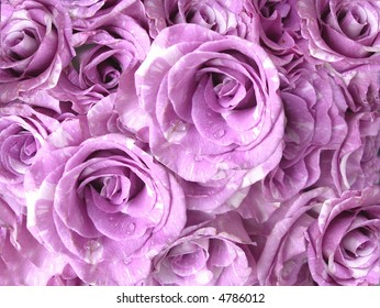 Lavender And White Roses