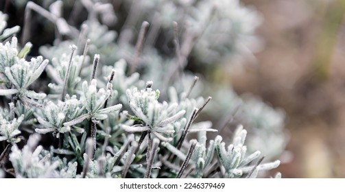 Lavender in winter in the garden outdoors on a frosty morning. Inium-covered plants. - Powered by Shutterstock