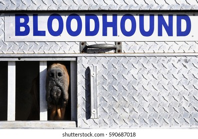 A Law Enforcement Bloodhound Thrusts His Nose Into View From Inside His Kennel.