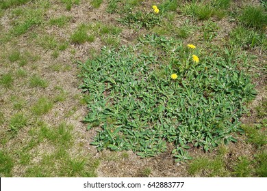 Lawn In Backyard In Bad Condition Need Weed Control