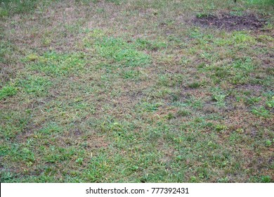 Lawn In Backyard In Bad Condition Need Weed Control