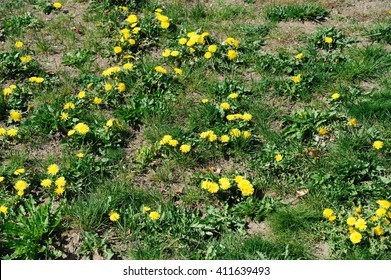 Lawn In Bad Condition In Spring Full Of Dandelion