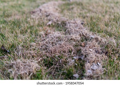 Lawn Care In Spring After Winter. Aerating The Grass With A Rake