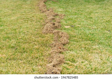 Lawn Care In Spring After Winter. Aerating The Grass With A Rake