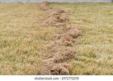 Lawn Care In Spring After Winter. Aerating The Grass With A Rake