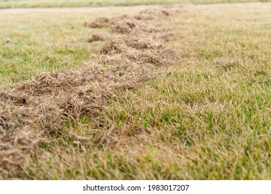 Lawn Care In Spring After Winter. Aerating The Grass With A Rake