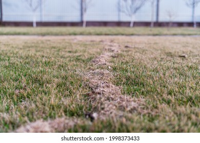 Lawn Care In Spring After Winter. Aerating The Grass With A Rake