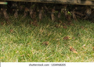 Lawn Core Aeration On Tall Fescue Grass 