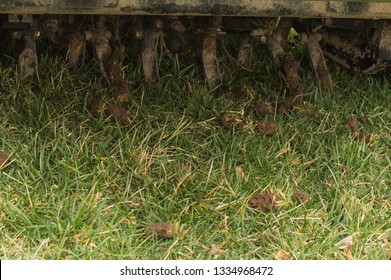 Lawn Core Aeration On Tall Fescue Grass 