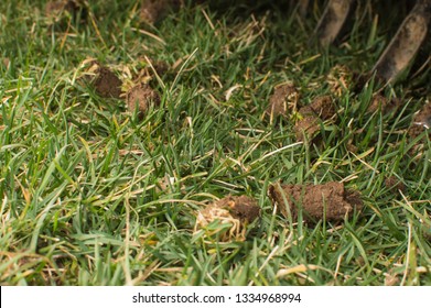 Lawn Core Aeration On Tall Fescue Grass 