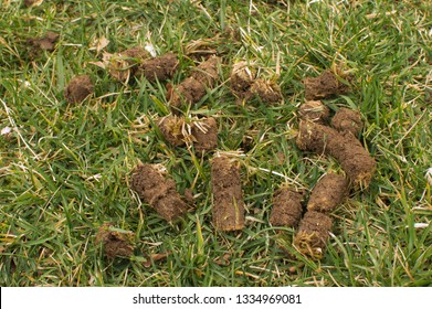 Lawn Core Aeration On Tall Fescue Grass 