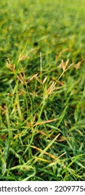 Lawn Core Aeration On Tall Fescue Grass