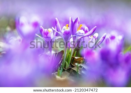 Similar – violet Nature Spring