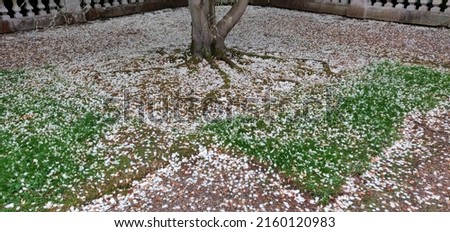 Similar – Image, Stock Photo Traceless Snow Leaf Tree