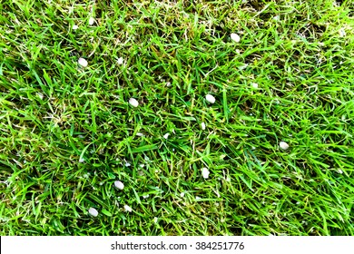 Lawn, Fertilizer