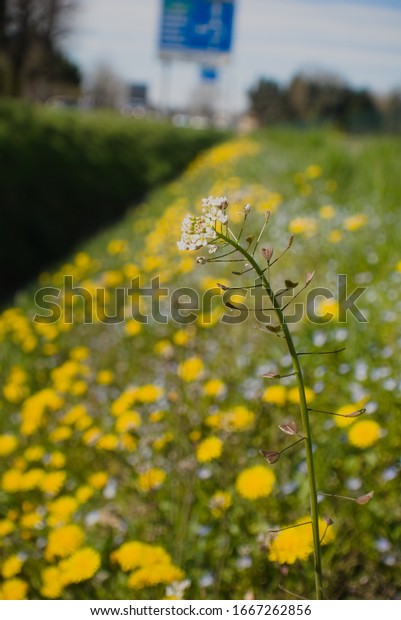Lawn, flower called shepherd\'s purse. In the\
background a road with cars in\
defocus