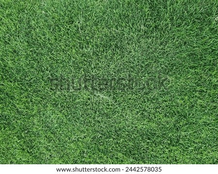 lawn, grass, greensward, sward, 
turf