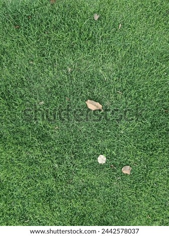 lawn, grass, greensward, sward, 
turf