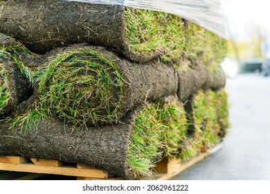 Lawn grass is rolled up in rolls of soil outwards. It lies on a wooden deck, covered with polyethylene film. - Shutterstock ID 2062961222